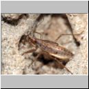 Nabidae sp - Larve 8mm 01a.jpg